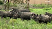 فيديو: تكاثر غير متوقع لحيوانات وحيد القرن الإفريقي بعد أن كانت مهددة بالإنقراض