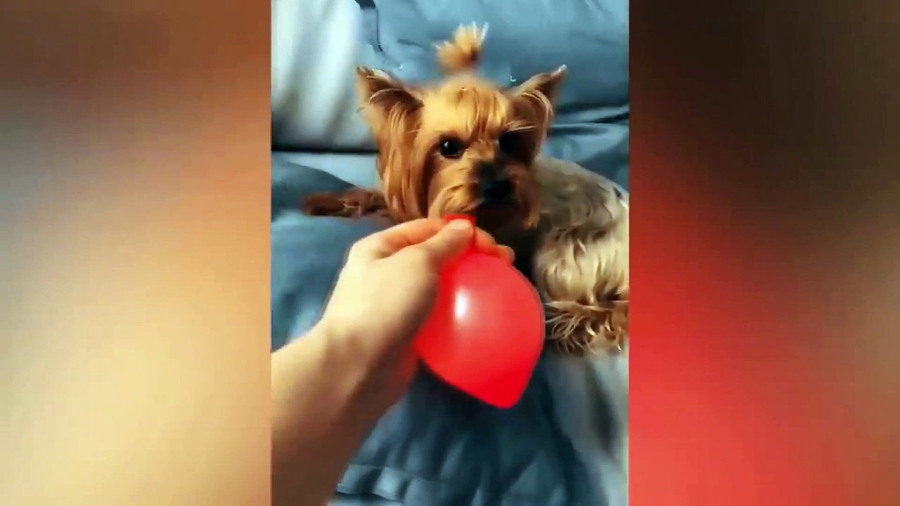 dog and cat funny video 16