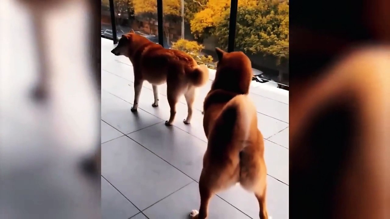dog and cat funny video 19