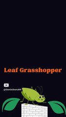 Green   Leaf Grasshopper New visitor   #shorts