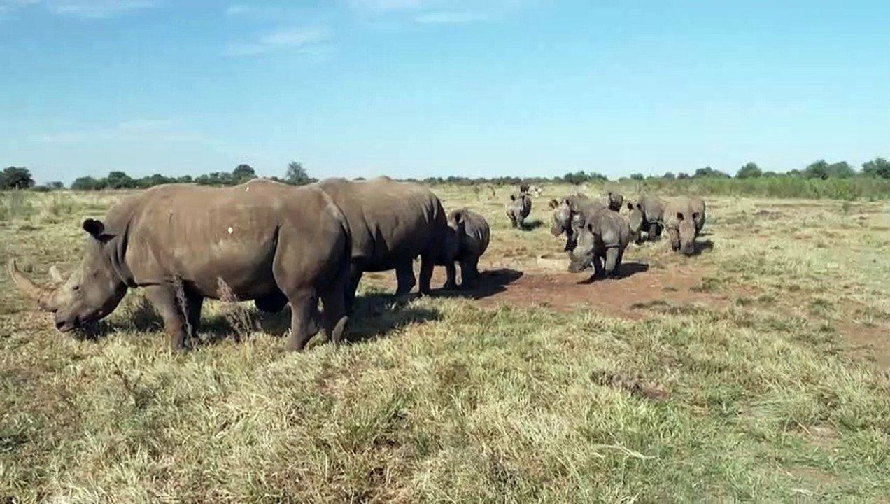 Zahl der Nashörner in Afrika steigt wieder