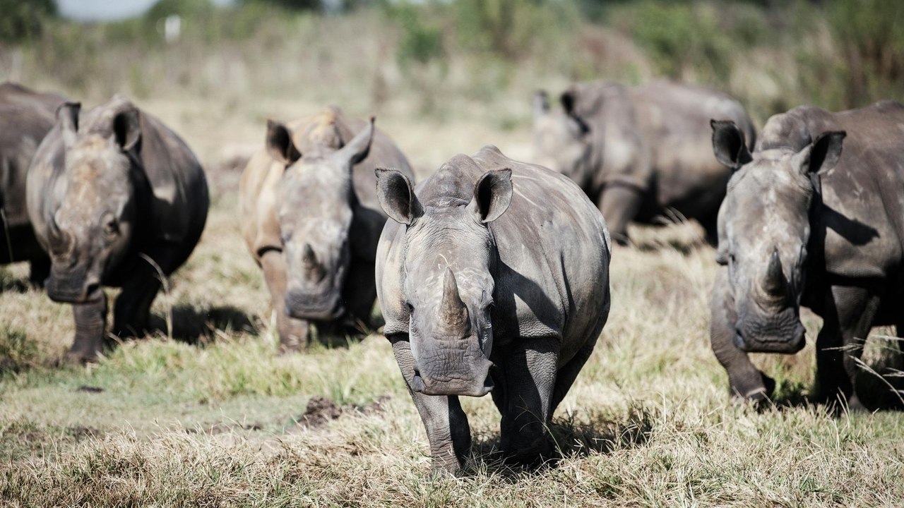 Zahl der Nashörner in Afrika steigt wieder