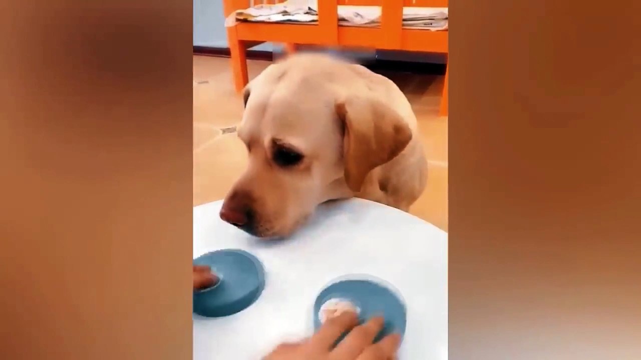 dog and cat funny video 24