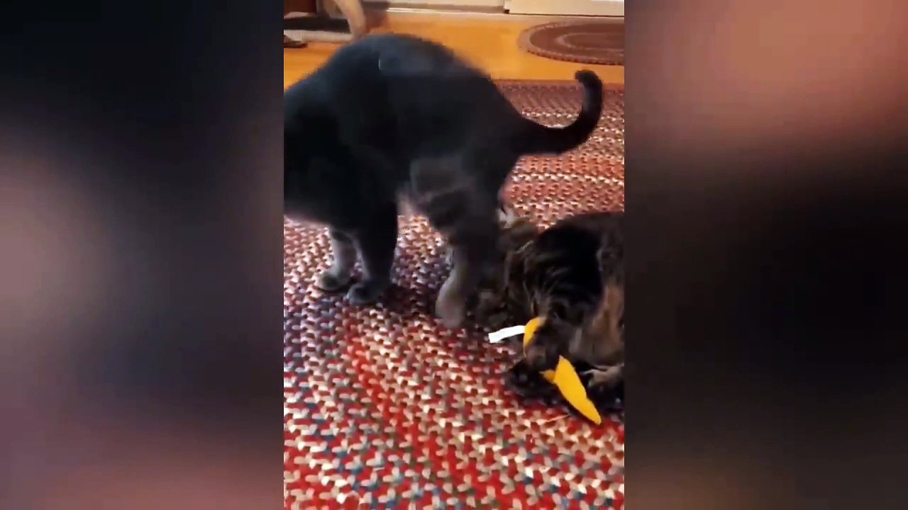 dog and cat funny video 22