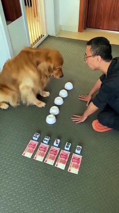 Anjing yang pintar