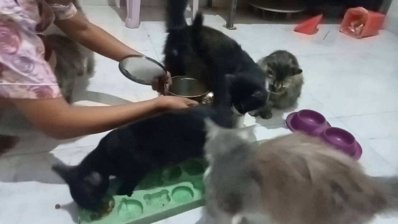 cat gently stealing from another cat