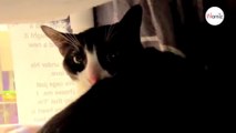 La pancarte sur le chenil de ce chat abandonné brise le coeur de tous les visiteurs (Vidéo)