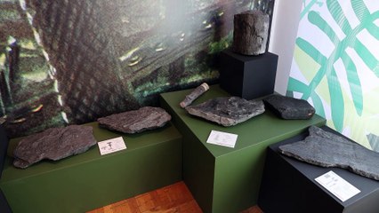 Życie zaklęte w kamieniu - wystawa. Autor: Karina Trojok