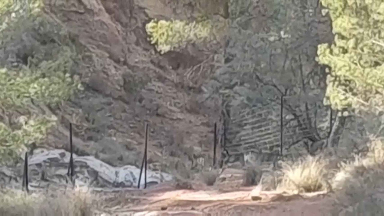 Muflones se escapan del coto privado de caza.