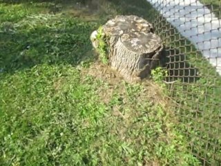 For shamans, witches, and the divine council