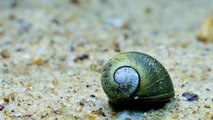 Freshwater Snail