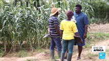 Ghana : Engineers use artificial intelligence to tackle pests and diseases