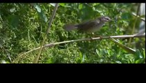 Snake hunts in its own way//And the chameleon//Le serpent chasse à sa proprt manière//Et le caméléon