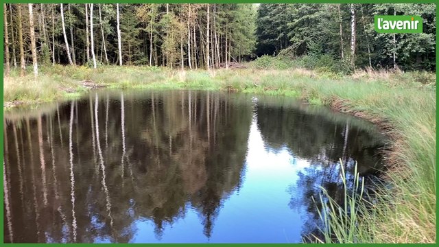 Au coeur de la forêt d'Anlier, Eneco a réalisé son engagement en faveur de la nature, salué par la ministre de l'Environnement, Céline Tellier