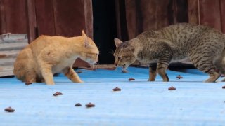 New Cat fighting Video, New Funny Cats Video, New Beautiful Cats Fighting Video 2023, Cute Cat Video,