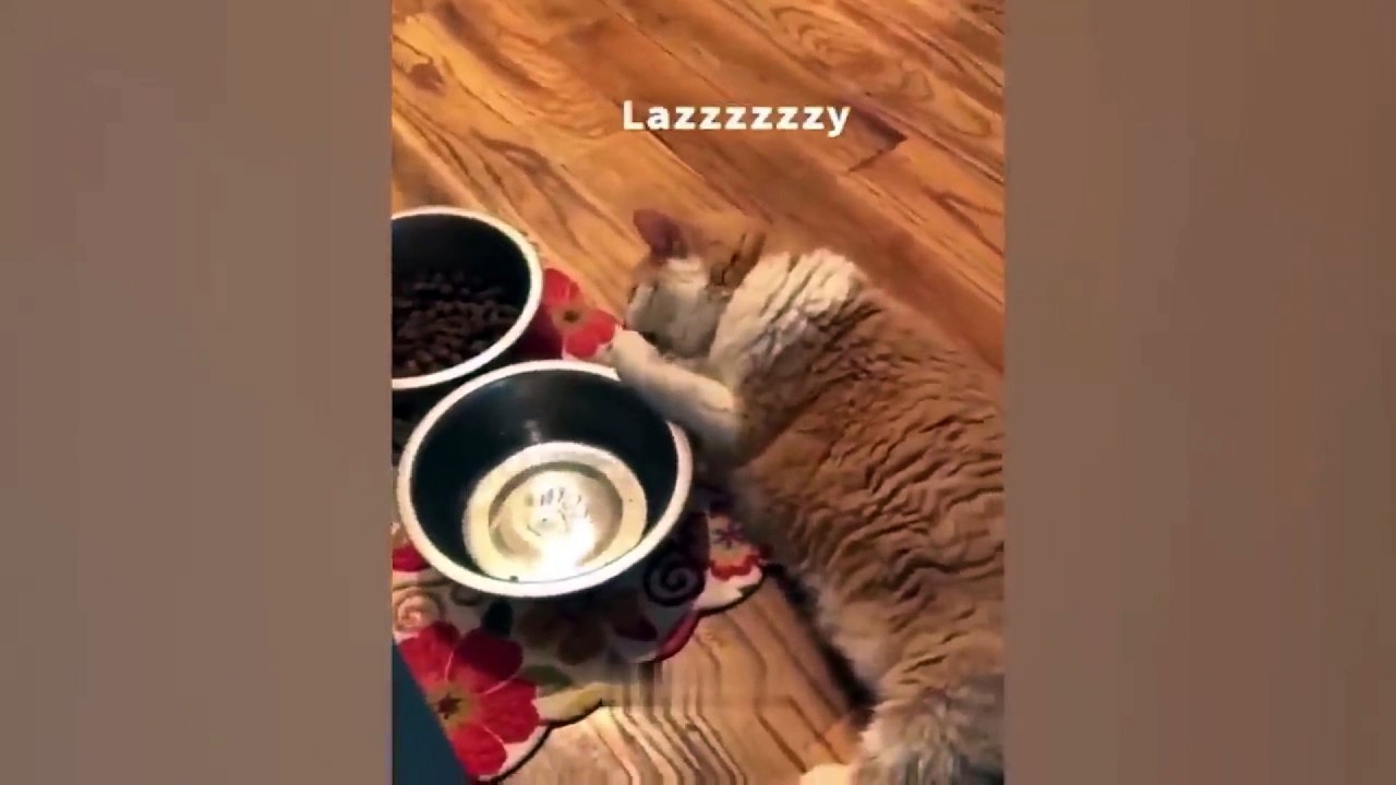 cat and dog funny video 26