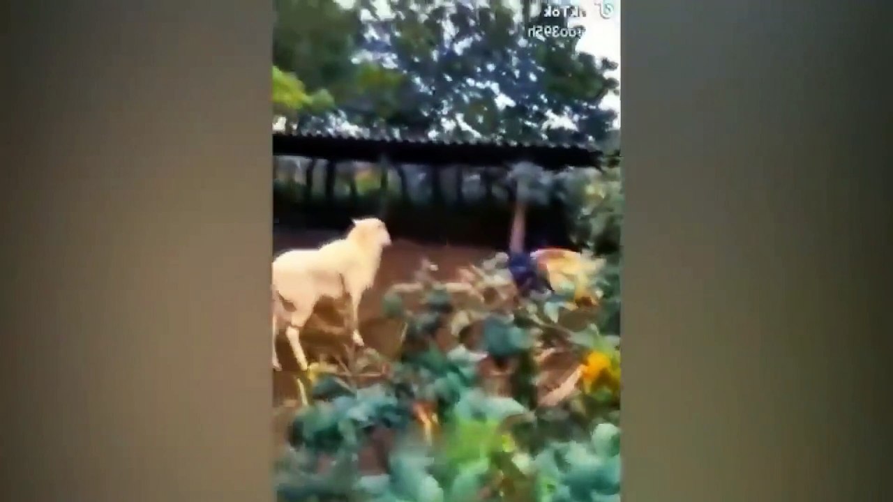 cat and dog funny video 27