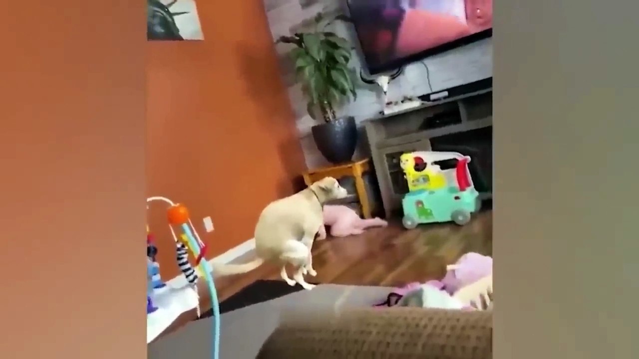 cat and dog funny video 28