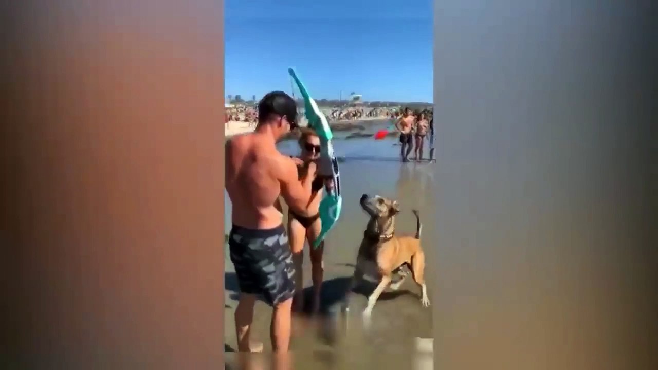 dog and cat funny video 29