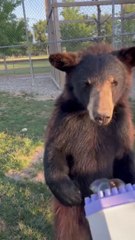 Bears are hilarious!