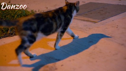 Cute Cat Compilation: Adorable Feline Moments