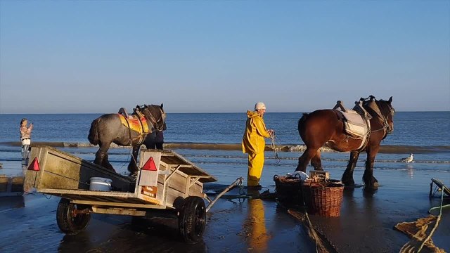 Les pêcheurs de crevettes à Oostduinkerke