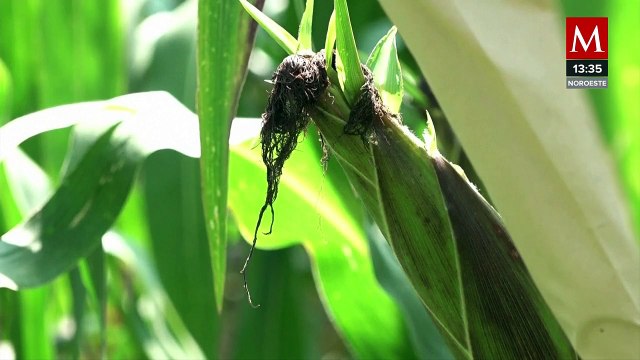 Avance en producción de semillas de maíz amarillo no transgénico