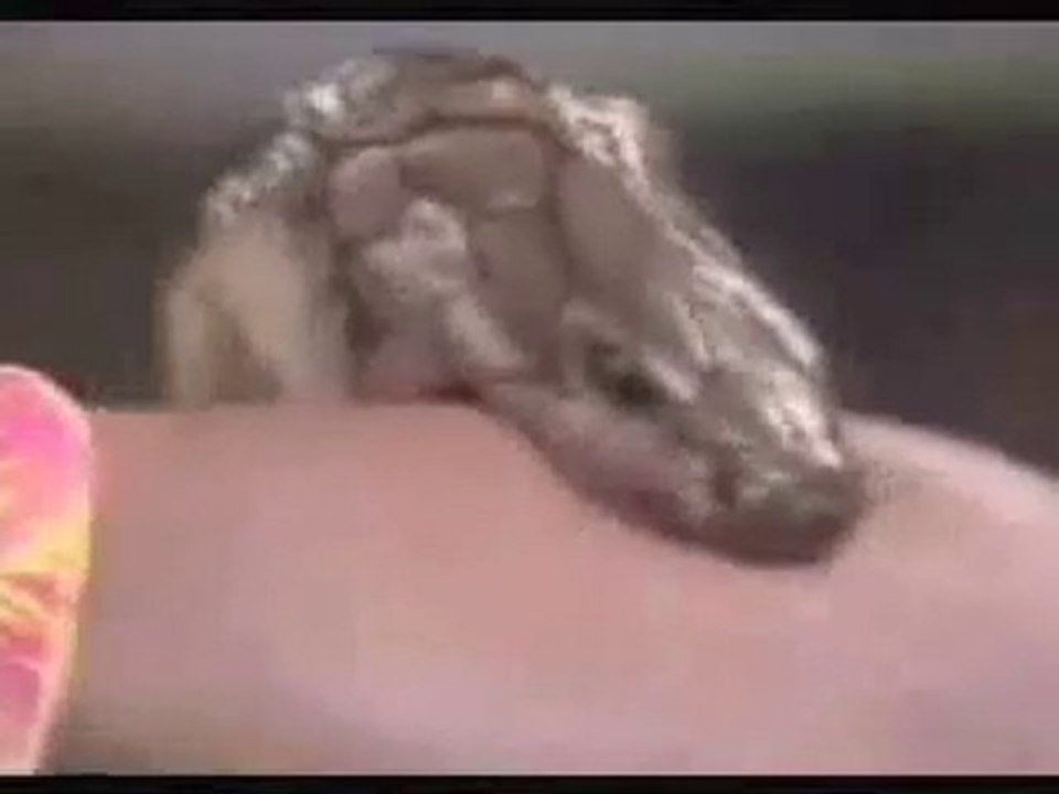 A Snake bites Randy Savage's arm!