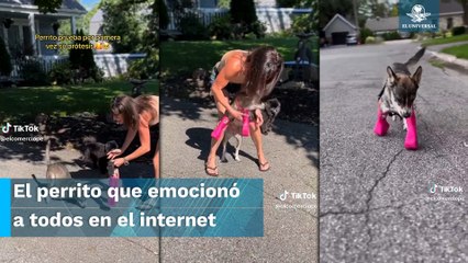 Así reaccionó lomito al probar por primera vez sus prótesis para sus patitas
