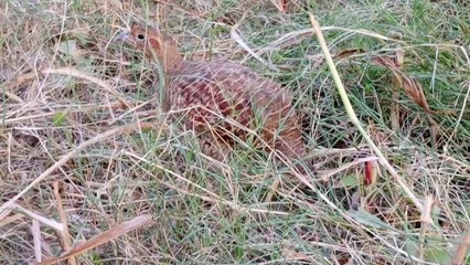 dakhni teetar ki voice