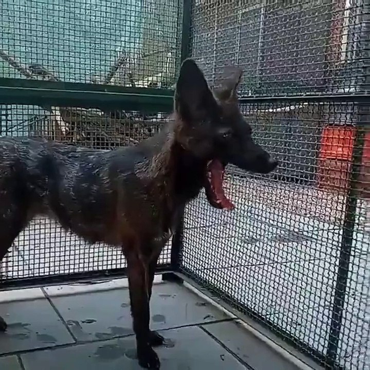 Pour la première fois un renard et un chien se sont reproduits donnant naissance à un animal appelé "graxorra" découvert dans une forêt brésilienne