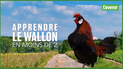 Le wallon en moins de deux #41