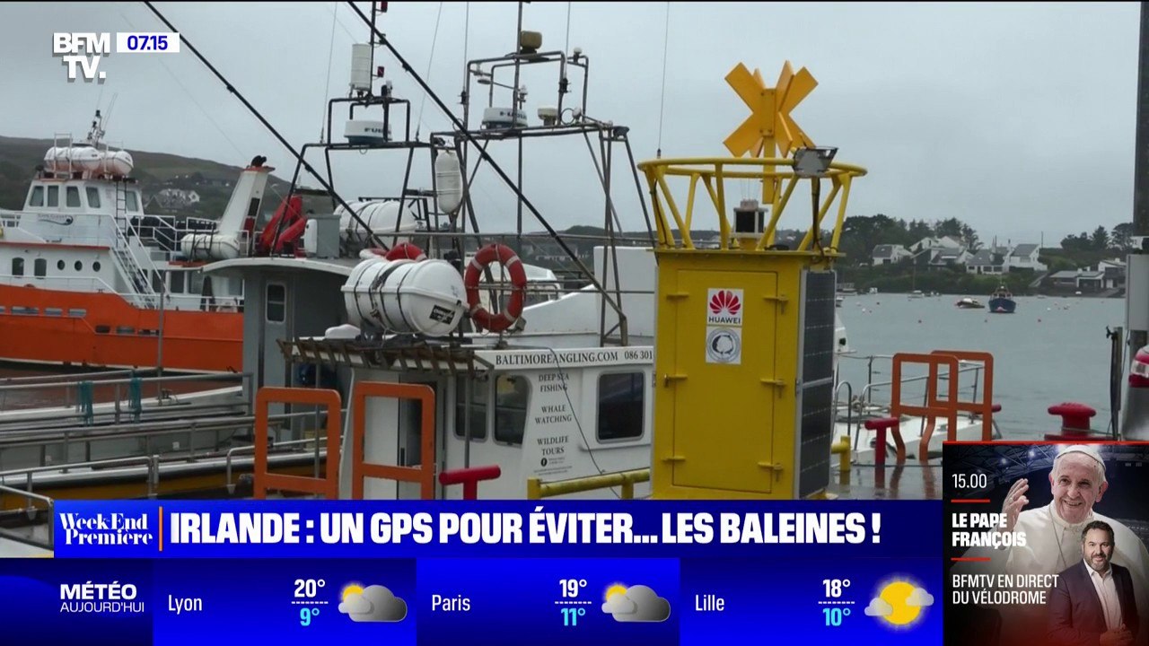 Irlande: les scientifiques cherchent à créer un GPS pour que les bateaux puissent éviter les chocs avec les baleines