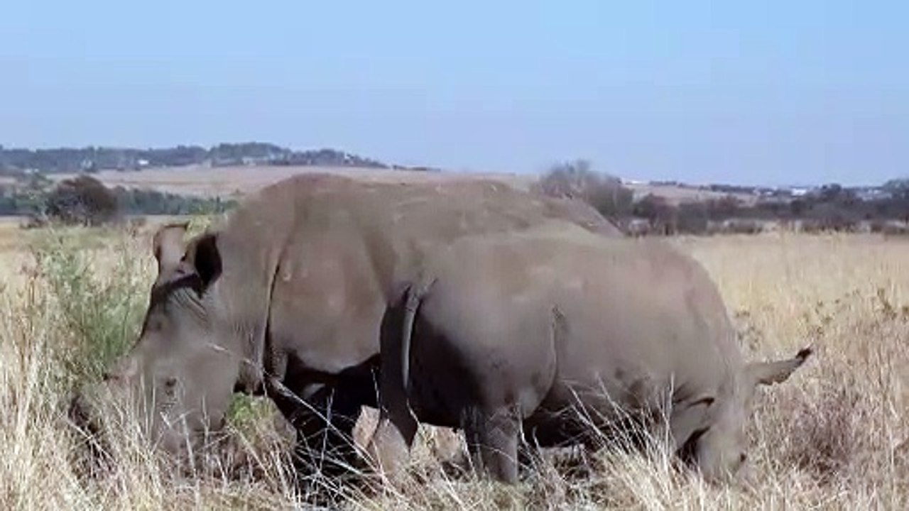 RHINO IN STUNNING 4K