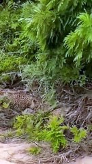 Baby Duck's Lucky Day! #wildanimals