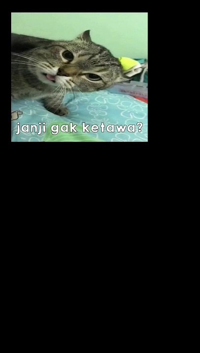 cute crazy cat #2