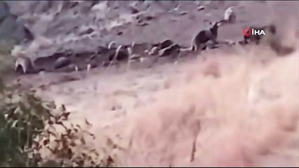 Tunceli'de aç kalan ayılar, hayvanlara zarar vermeye başladı