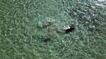 Dolphins Hunt In Synchronized Swim
