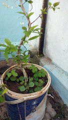 bahan bonsai anting putri