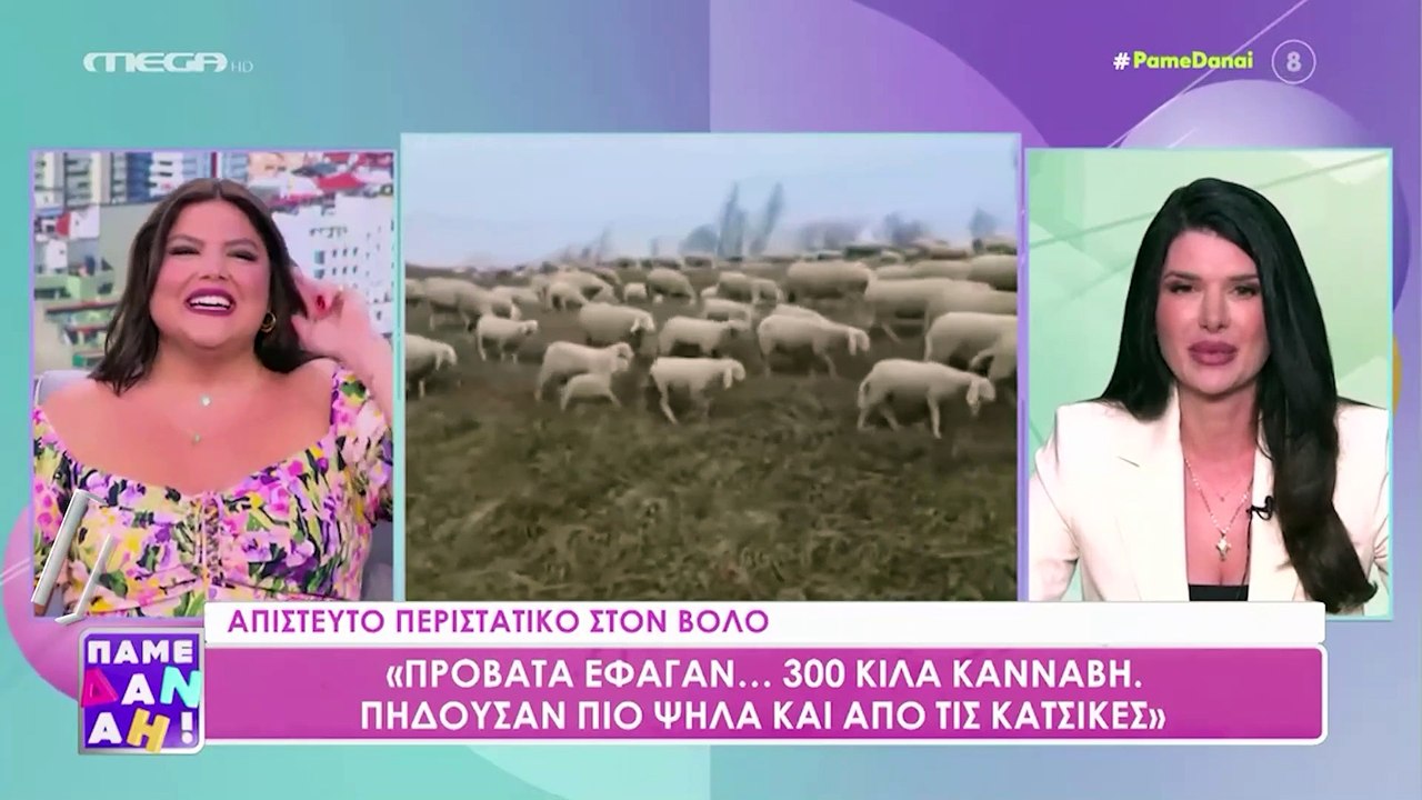 Yunanistan'da kenevir yiyen koyunlar şarhoş koyun videosunu hatırlattı