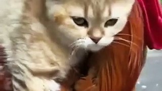 naa-haasile-mb-phert-pets-new-funny-free-download-funny-animal-videos-copyright-free