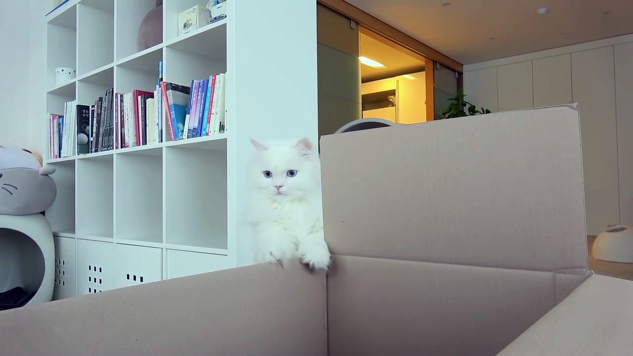 Box Maze Challenge! Think Outside the Box! | Kittisaurus