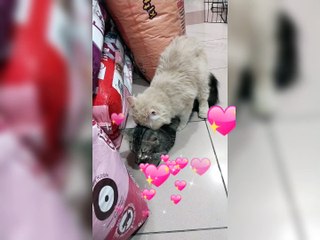 cats mating