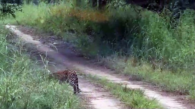 कूनो नेशनल पार्क में नजर आया तेंदुआ