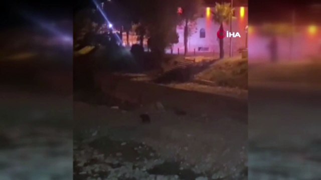 Sinop Türkeli'de ayılar, ilçe merkezine indi