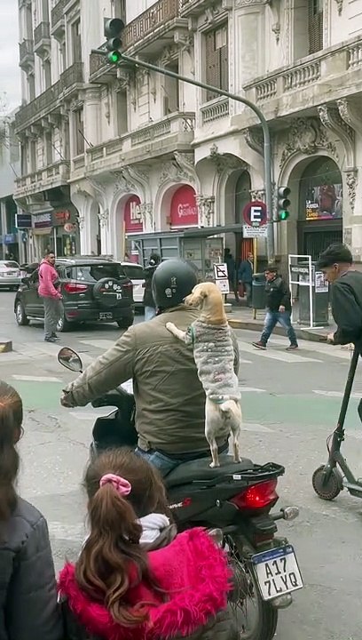 The Perfect Puppy Passenger