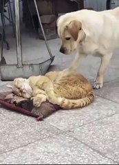 Cat Savage Moment | Animal moment | Mankind