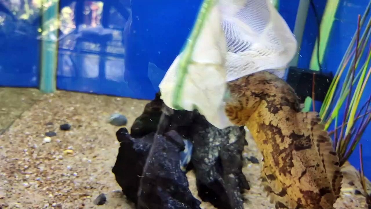LEPU Fish