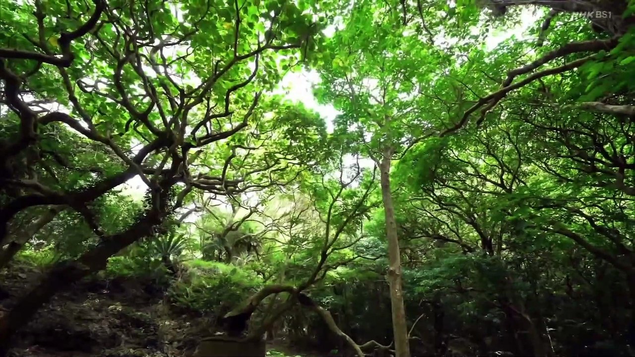 1-戦争遺産島