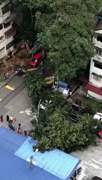 看片！又一宗 树倒砸5车